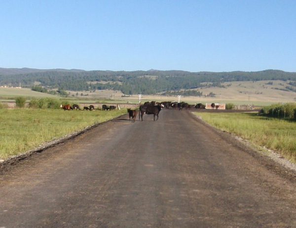 Golly, we have encountered cattle on the open range.